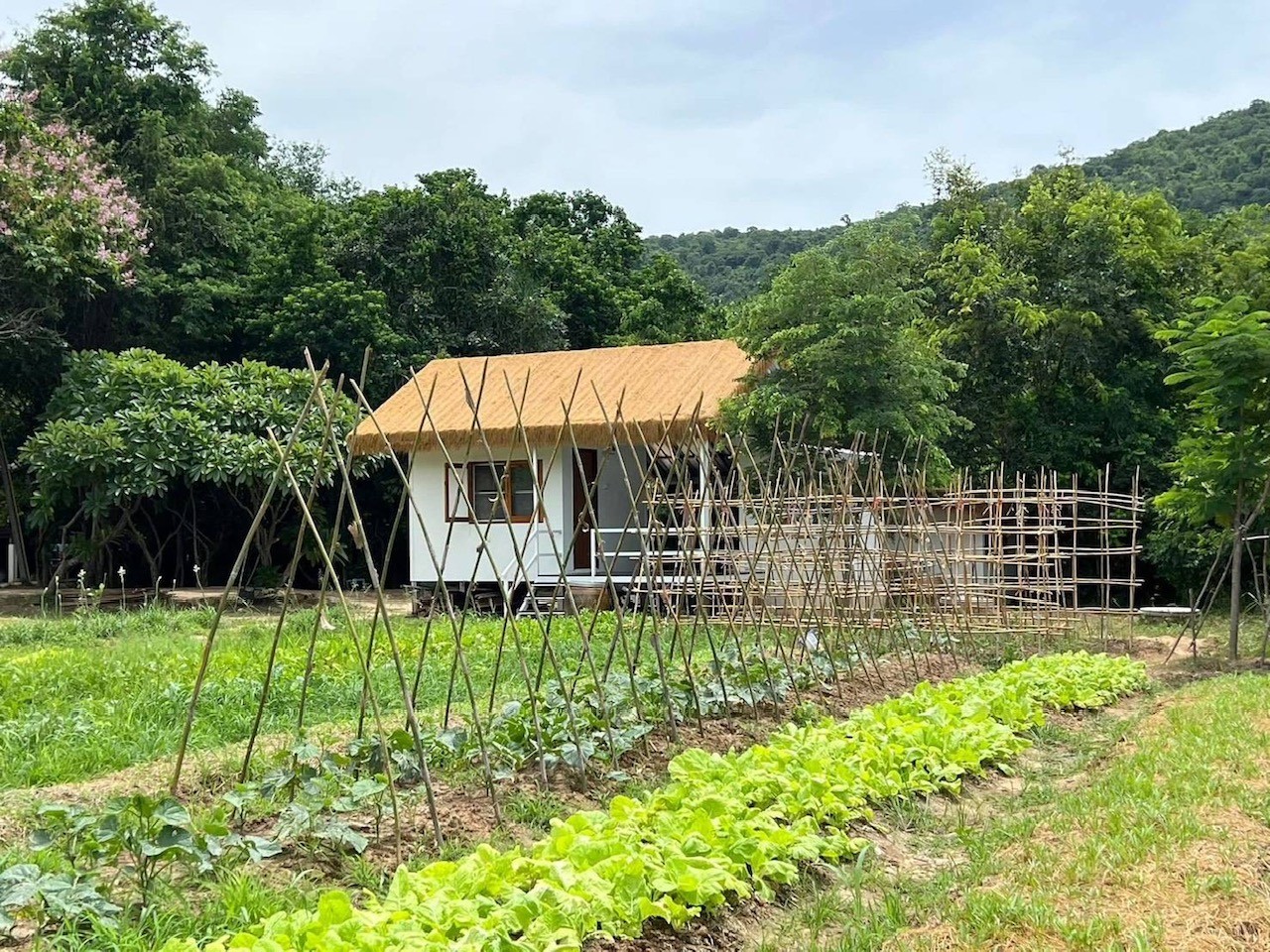 The farm in growing season