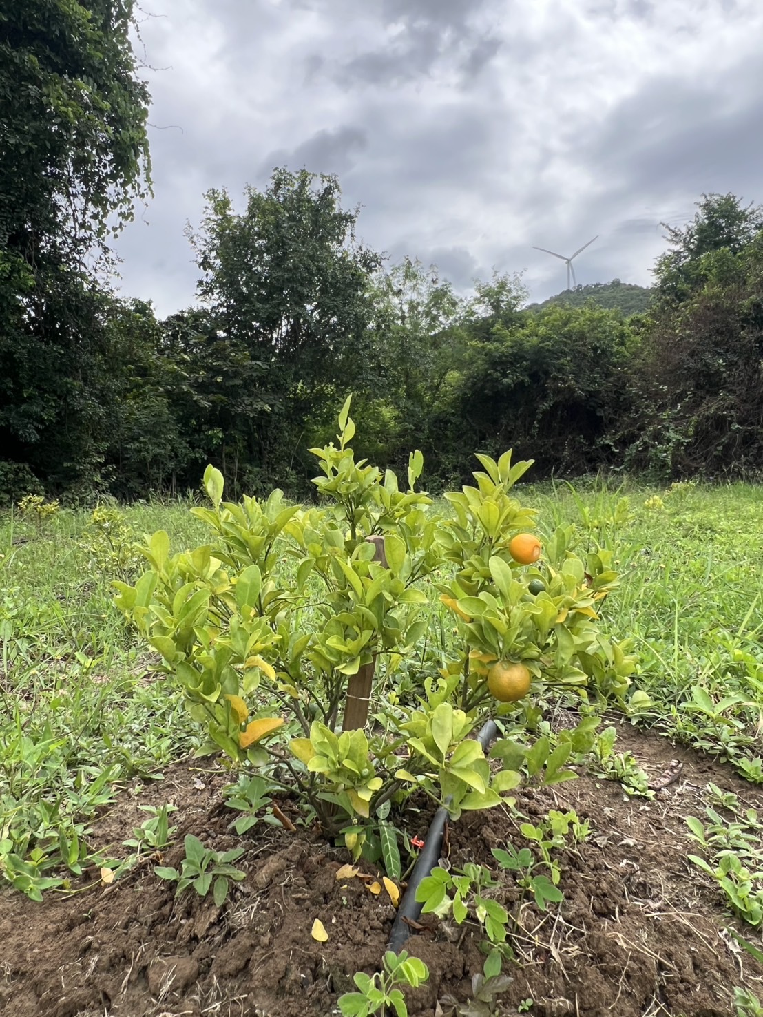 The Calamansi Growing in the Grove