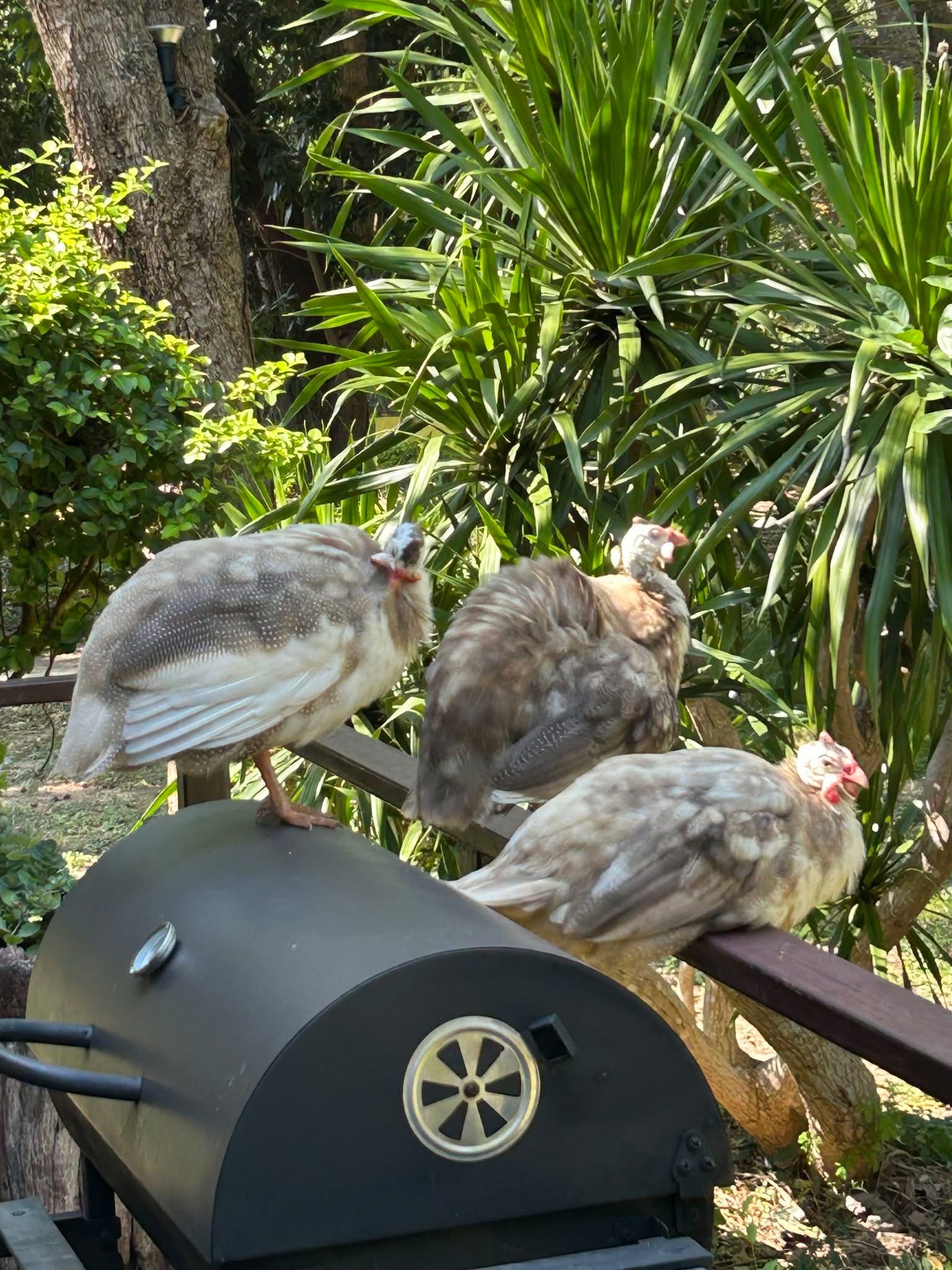 The hen house