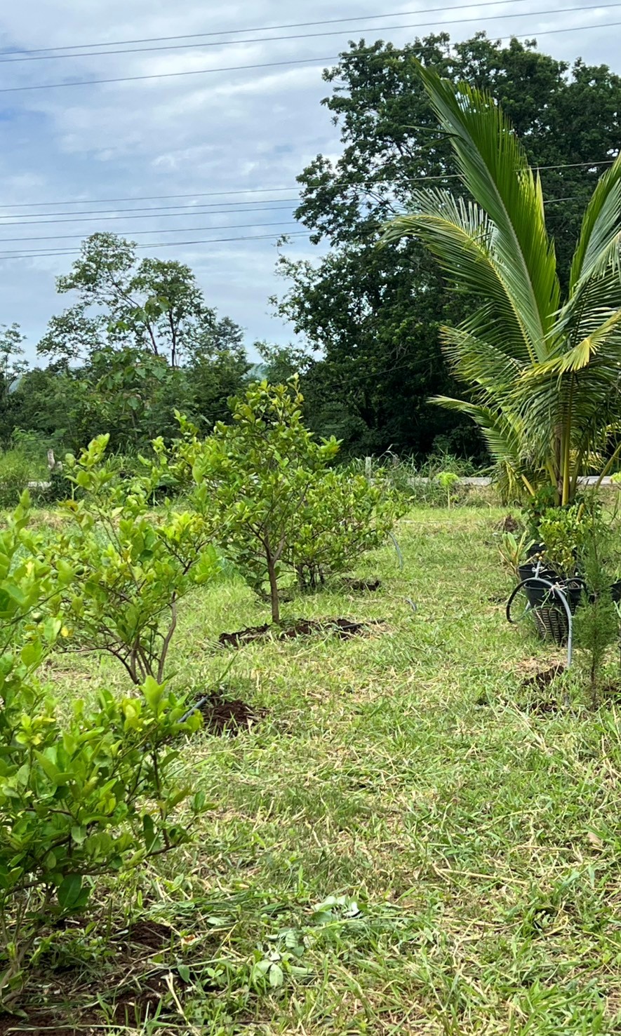 The Calamansi Grove