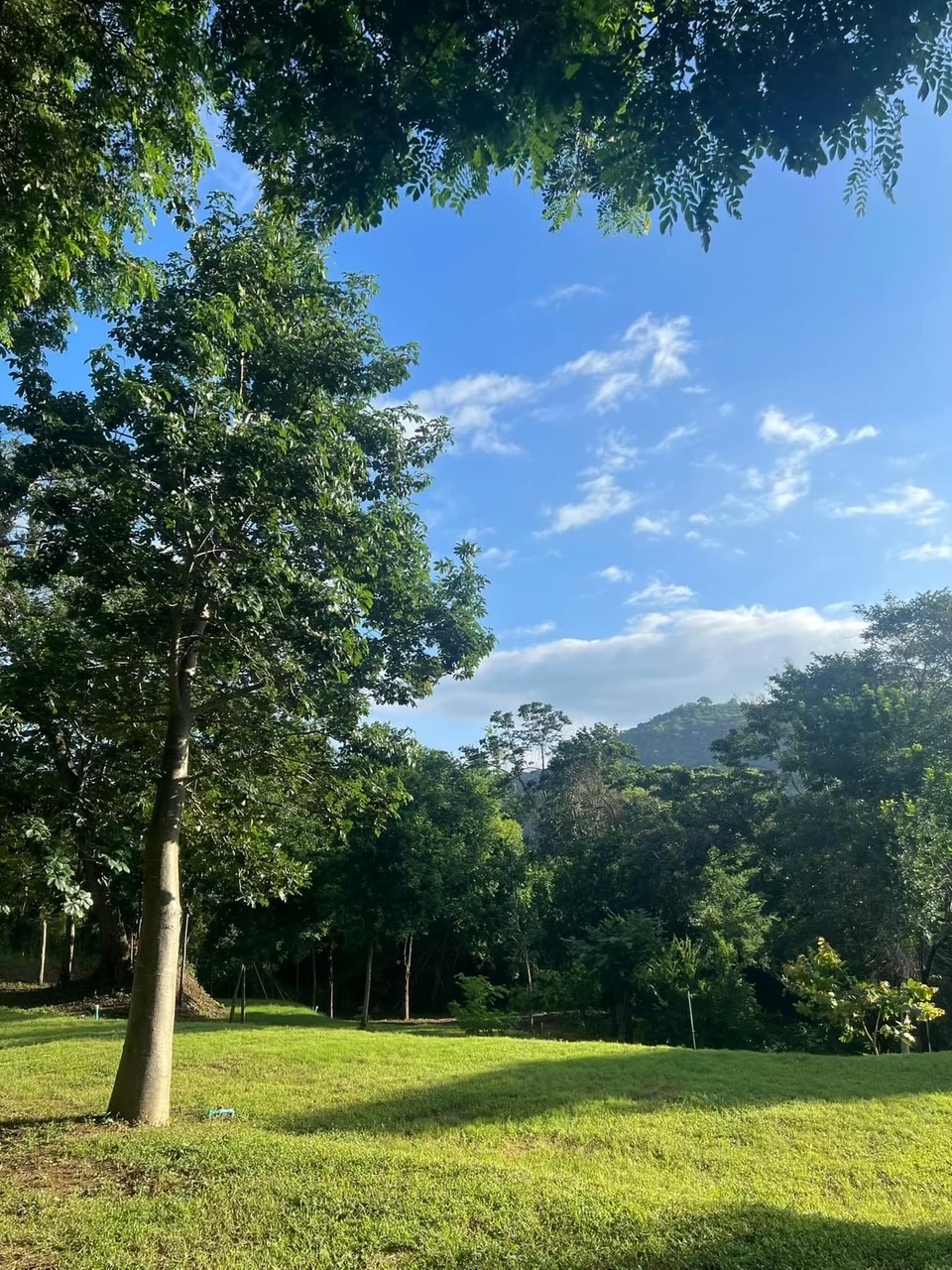 The lawns and trees on the estate