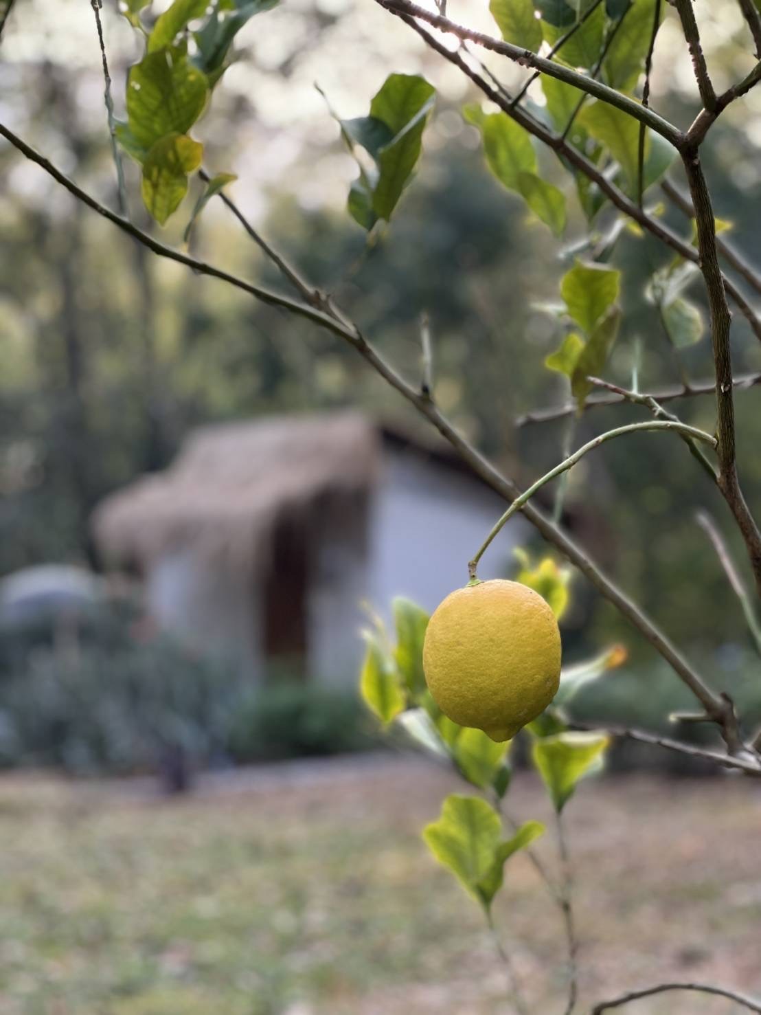 An lemon on a tree at jagerhaus